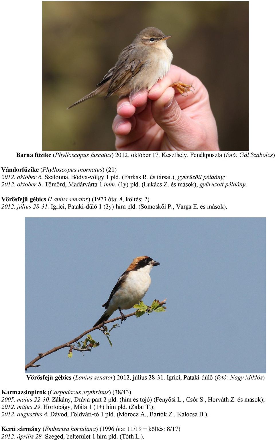 július 28-31. Igrici, Pataki-dűlő 1 (2y) hím pld. (Somoskői P., Varga E. és mások). Vörösfejű gébics (Lanius senator) 2012. július 28-31.