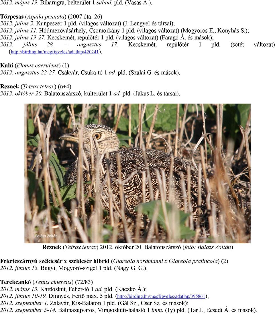 augusztus 17. Kecskemét, repülőtér 1 pld. (sötét változat) (http://birding.hu/megfigyeles/adatlap/420241). Kuhi (Elanus caeruleus) (1) 2012. augusztus 22-27. Csákvár, Csuka-tó 1 ad. pld. (Szalai G.