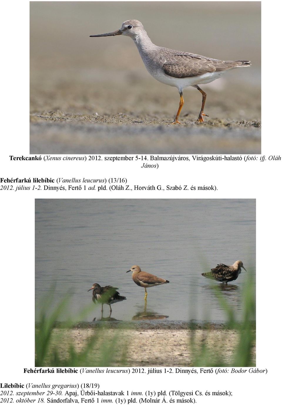 és mások). Fehérfarkú lilebíbic (Vanellus leucurus) 2012. július 1-2.
