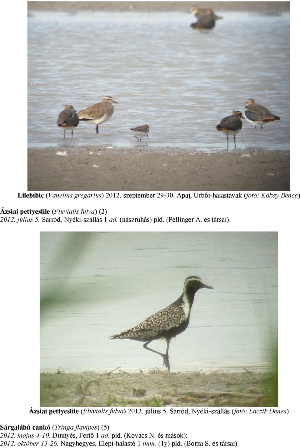 (nászruhás) pld. (Pellinger A. és társai). Ázsiai pettyeslile (Pluvialis fulva) 2012. július 5.