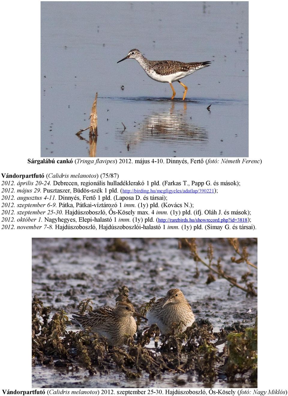 szeptember 6-9. Pátka, Pátkai-víztározó 1 imm. (1y) pld. (Kovács N.); 2012. szeptember 25-30. Hajdúszoboszló, Ős-Kösely max. 4 imm. (1y) pld. (ifj. Oláh J. és mások); 2012. október 1.