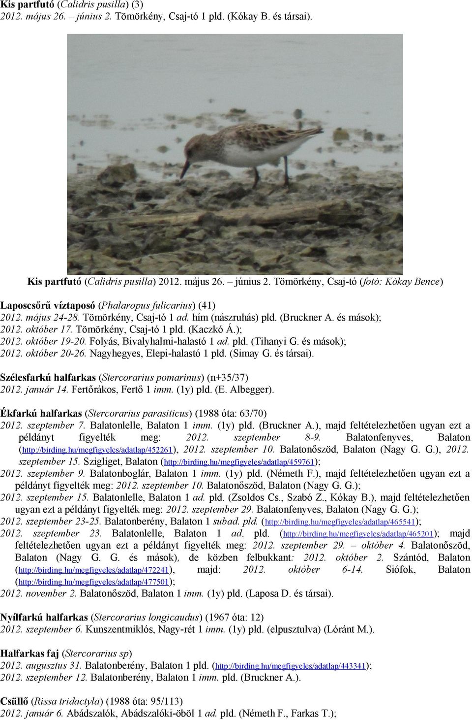 és mások); 2012. október 20-26. Nagyhegyes, Elepi-halastó 1 pld. (Simay G. és társai). Szélesfarkú halfarkas (Stercorarius pomarinus) (n+35/37) 2012. január 14. Fertőrákos, Fertő 1 imm. (1y) pld. (E.