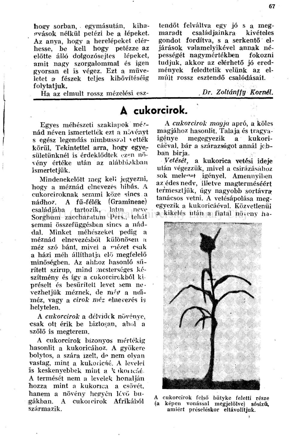 Ha az elmúlt rossz mézelési esz A cuk Egyes méhészeti szaklapok mé'- nád néven ismertetlék ezt a növényt s egész legendás nimbussr.>l ^ ették körül. Tekintettel arra, hogy egye.