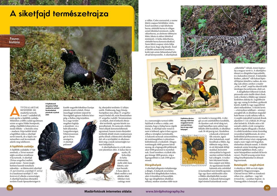 vörös cső nagy fekete kakas