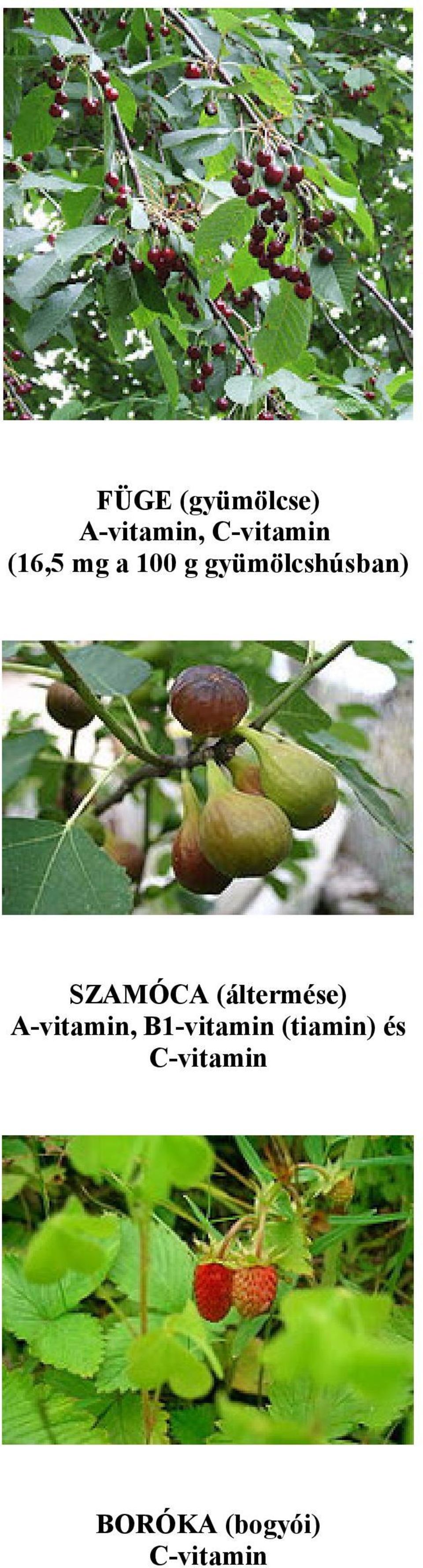 SZAMÓCA (áltermése) A-vitamin,