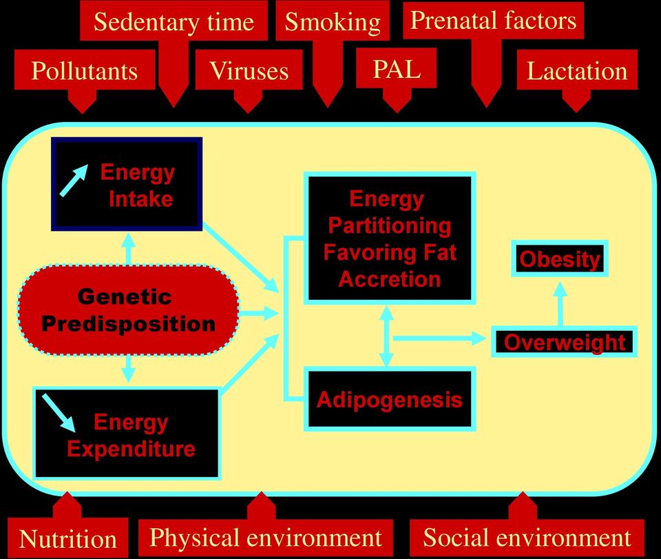Expenditure Energy Partitioning Favoring Fat Accretion