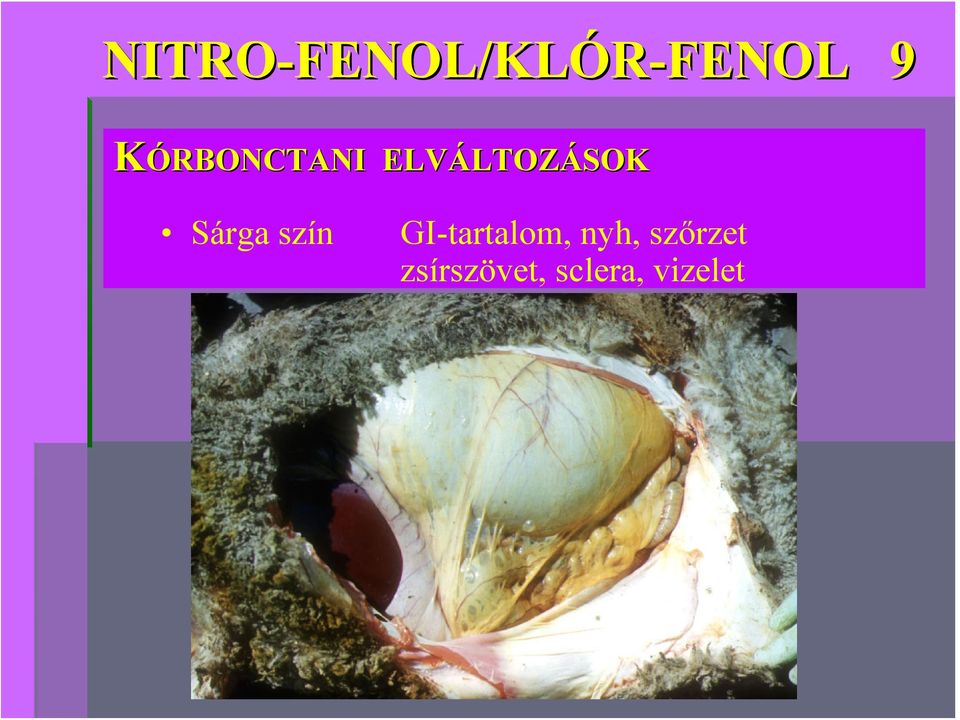 ELVÁLTOZÁSOK Sárga szín