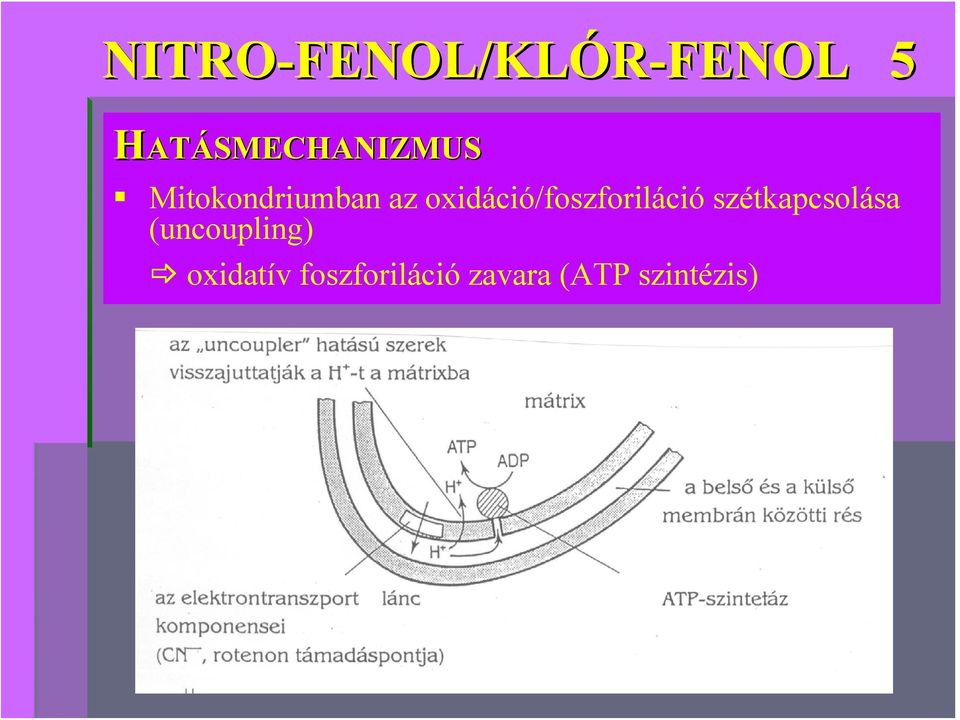 oxidáció/foszforiláció szétkapcsolása