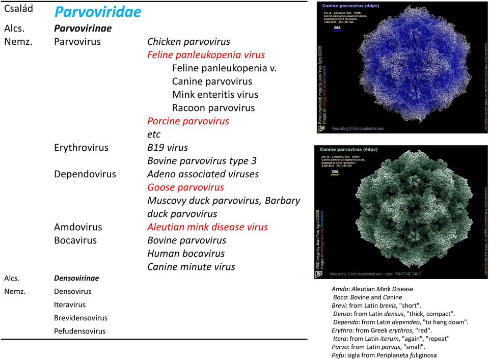 parvovirus, Barbary duck parvovirus Amdovirus Aleutian mink disease virus Bocavirus Bovine parvovirus Human bocavirus Canine minute virus Alcs. Nemz.
