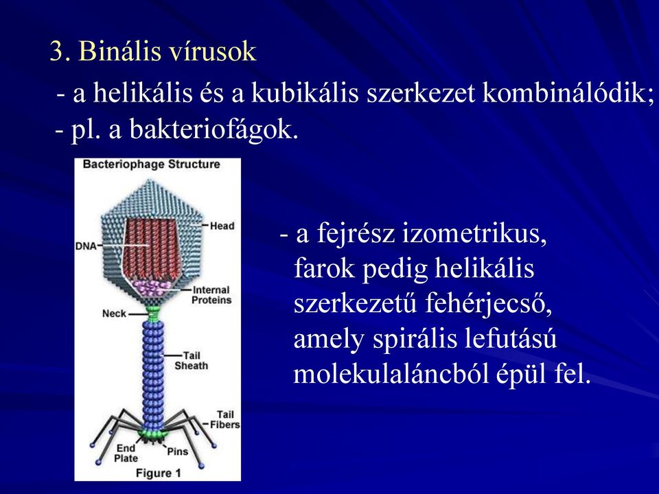 - a fejrész izometrikus, farok pedig helikális