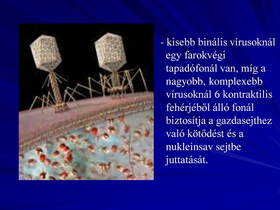 vírusoknál 6 kontraktilis fehérjéből álló fonál