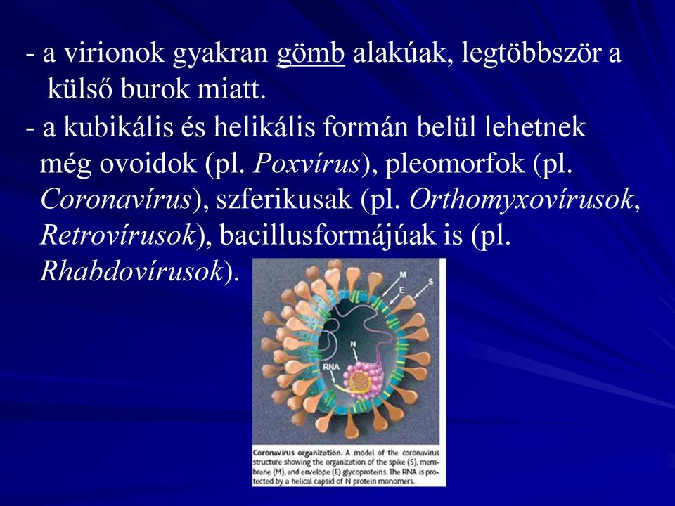 Poxvírus), pleomorfok (pl. Coronavírus), szferikusak (pl.