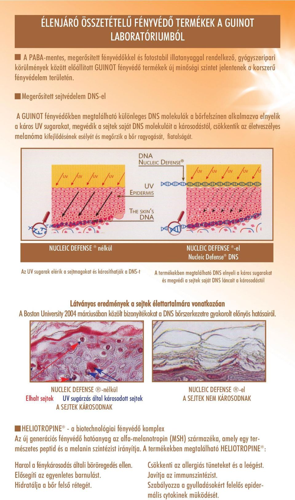 Megerõsített sejtvédelem DNS-el A GUINOT fényvédõkben megtalálható különleges DNS molekulák a bõrfelszínen alkalmazva elnyelik a káros UV sugarakat, megvédik a sejtek saját DNS molekuláit a