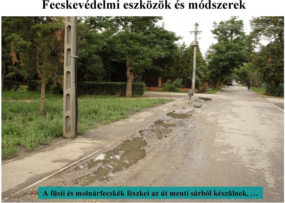 fészkei az út