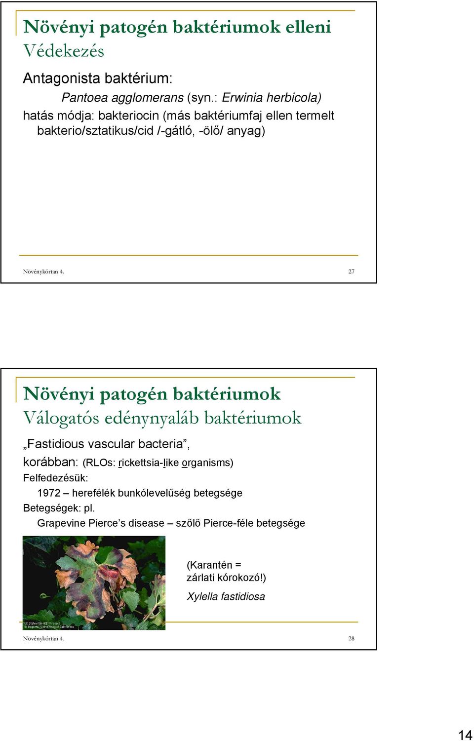 Növénykórtan. Növényeket megbetegítő Prokariota szervezetek. Növénykórtan  Növényt megbetegítő Prokarioták - PDF Free Download