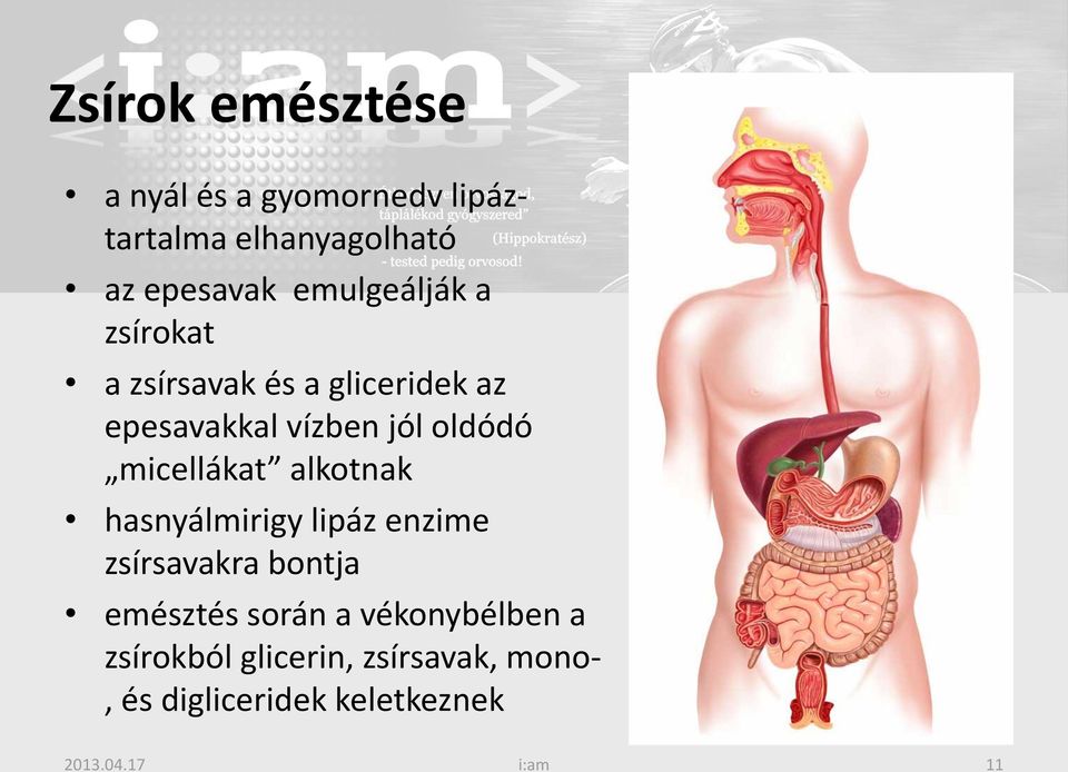 micellákat alkotnak hasnyálmirigy lipáz enzime zsírsavakra bontja emésztés során a