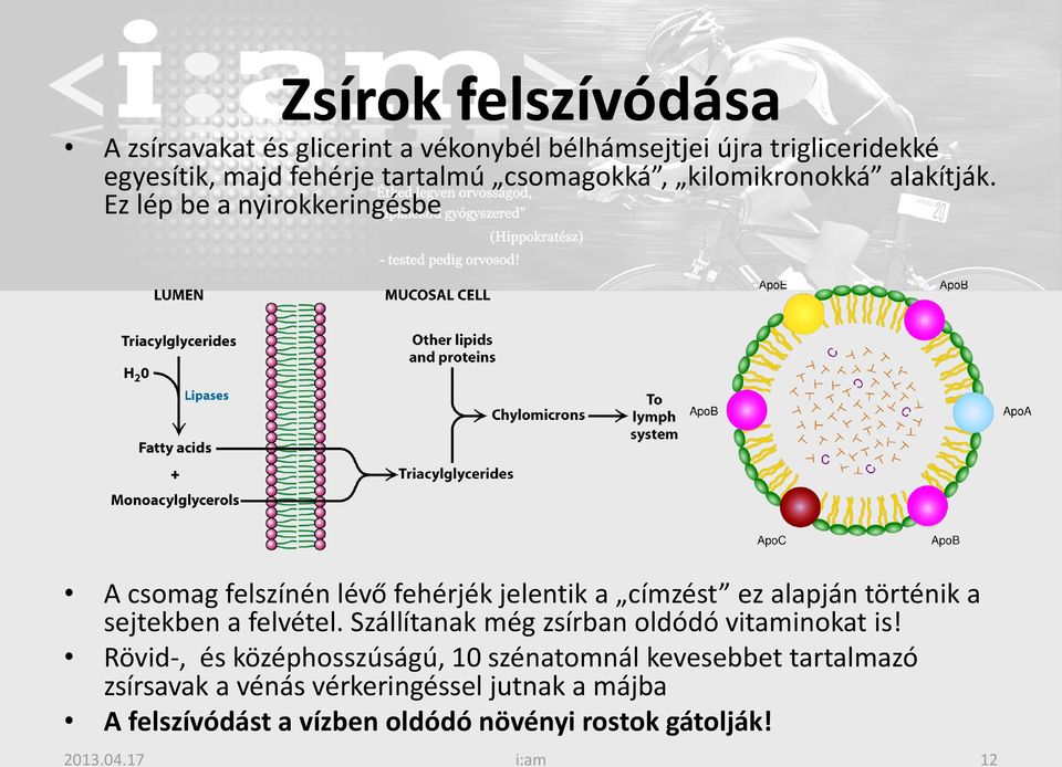 Ez lép be a nyirokkeringésbe A csomag felszínén lévő fehérjék jelentik a címzést ez alapján történik a sejtekben a felvétel.