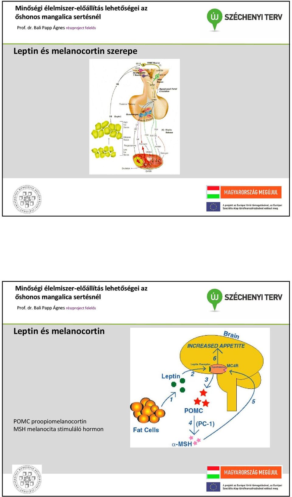 proopiomelanocortin MSH