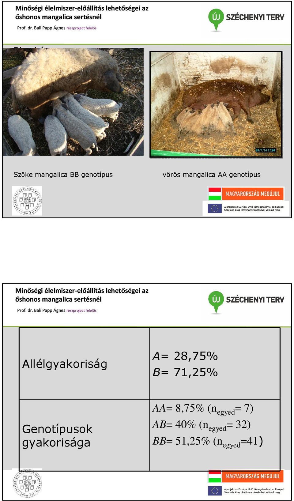 71,25% Genotípusok gyakorisága AA= 8,75% (n egyed =