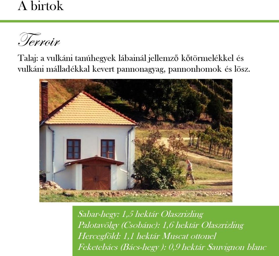 Sabar-hegy: 1,5 hektár Olaszrizling Palotavölgy (Csobánc): 1,6 hektár