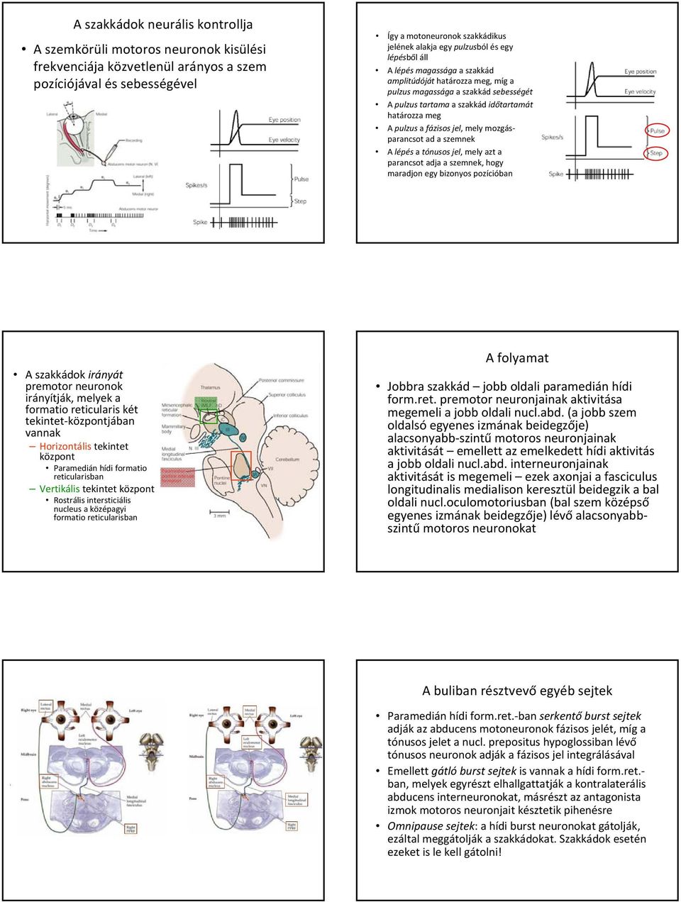 mely mozgásparancsot ad a szemnek A lépés a tónusos jel, mely azt a parancsot adja a szemnek, hogy maradjon egy bizonyos pozícióban A szakkádok irányát premotor neuronok irányítják, melyek a formatio