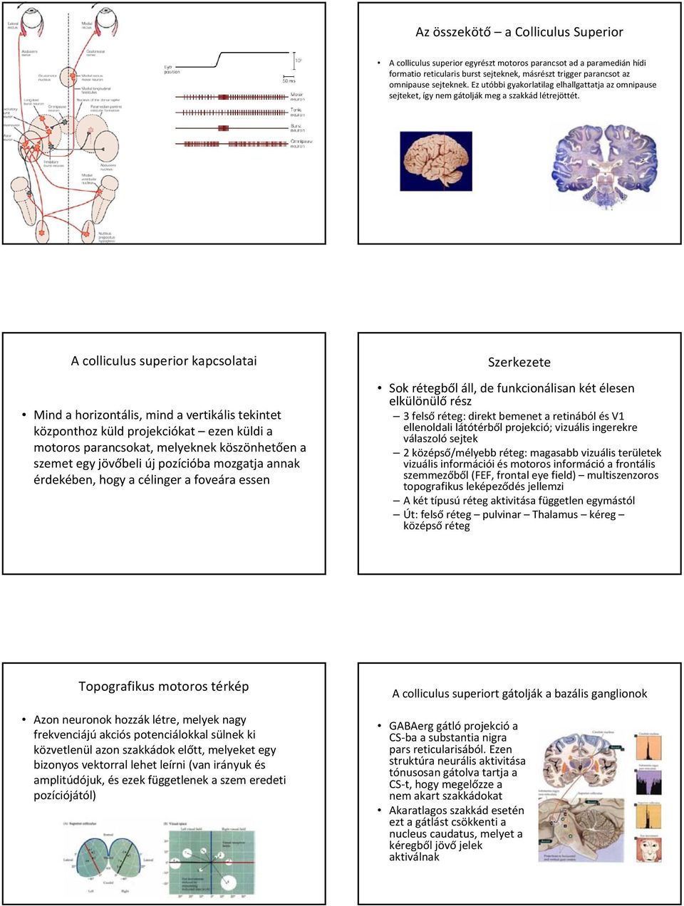 A colliculus superior kapcsolatai Mind a horizontális, mind a vertikális tekintet központhoz küld projekciókat ezen küldi a motoros parancsokat, melyeknek köszönhetően a szemet egy jövőbeli új