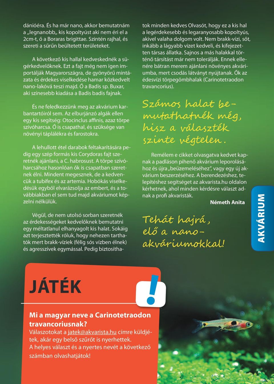 Ő a Badis sp. Buxar, aki színesebb kiadása a Badis badis fajnak. És ne feledkezzünk meg az akvárium karbantartóiról sem.