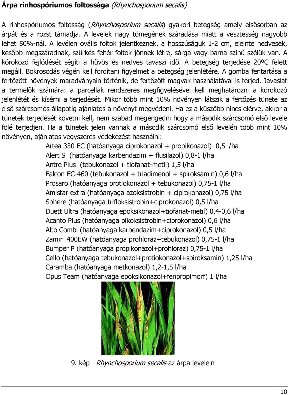 A levélen ovális foltok jelentkeznek, a hosszúságuk 1-2 cm, eleinte nedvesek, kesıbb megszáradnak, szürkés fehér foltok jönnek létre, sárga vagy barna színő szélük van.