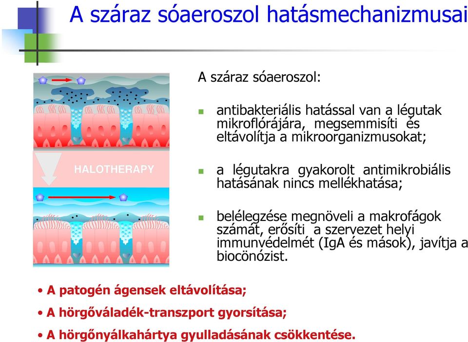 a légutakra gyakorolt antimikrobiális hatásának nincs mellékhatása; belélegzése megnöveli a makrofágok számát,