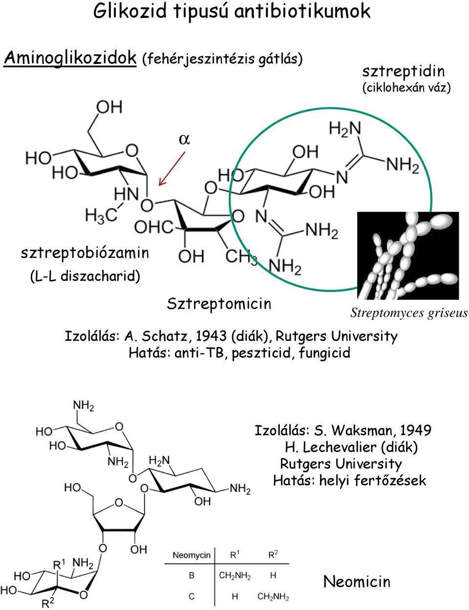 Schatz, 1943 (diák), Rutgers University Hatás: anti-tb, peszticid, fungicid Streptomyces