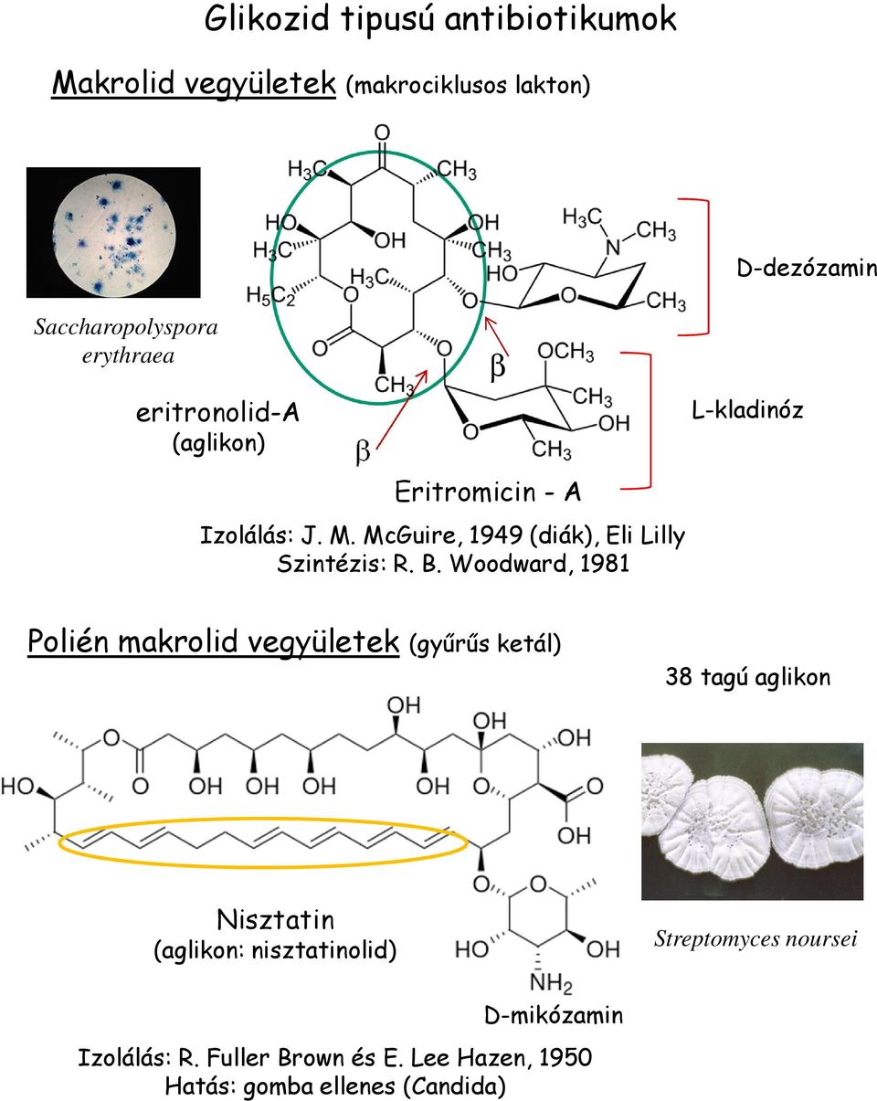 Woodward, 1981 β D-dezózamin L-kladinóz Polién makrolid vegyületek (gyűrűs ketál) 38 tagú aglikon Nisztatin