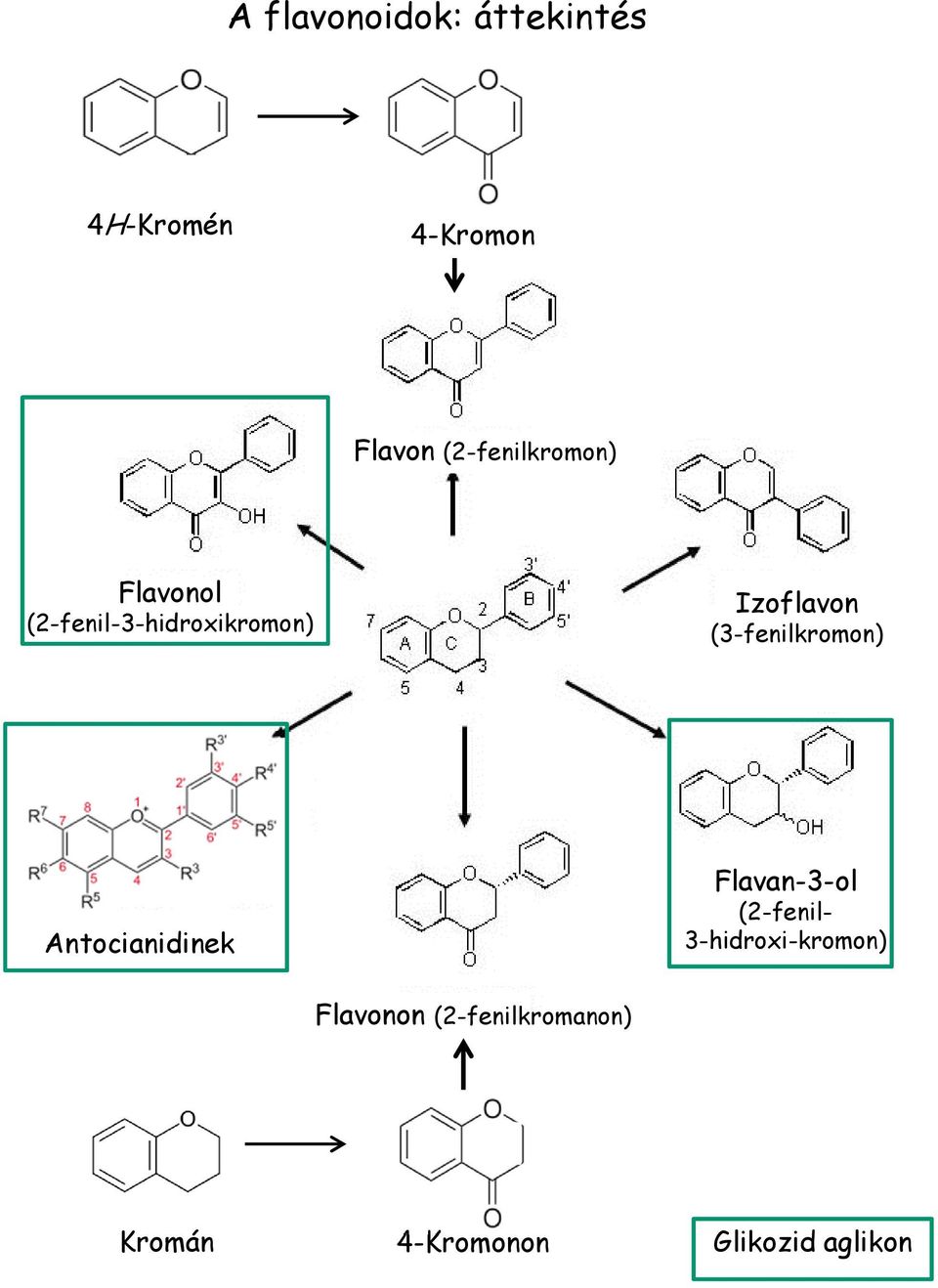 (3-fenilkromon) Antocianidinek Flavan-3-ol (2-fenil-