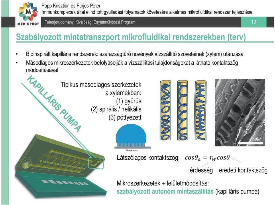 kontaktszög módosításával Tipikus másodlagos szerkezetek a xylemekben: (1) gyűrűs (2) spirális / helikális (3) pöttyezett