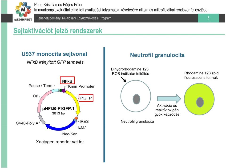 indikátor feltöltés Rhodamine 123 zöld fluoreszcens termék Neutrofil