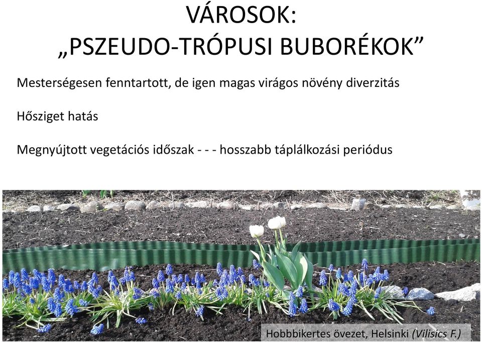 Hősziget hatás Megnyújtott vegetációs időszak - - -