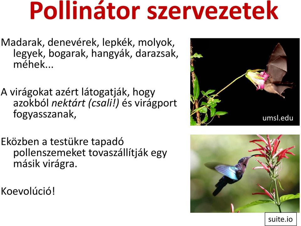 .. A virágokat azért látogatják, hogy azokból nektárt (csali!