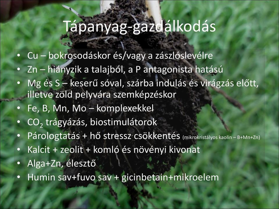 Mn, Mo komplexekkel CO 2 trágyázás, biostimulátorok Párologtatás + hő stressz csökkentés (mikrokristályos