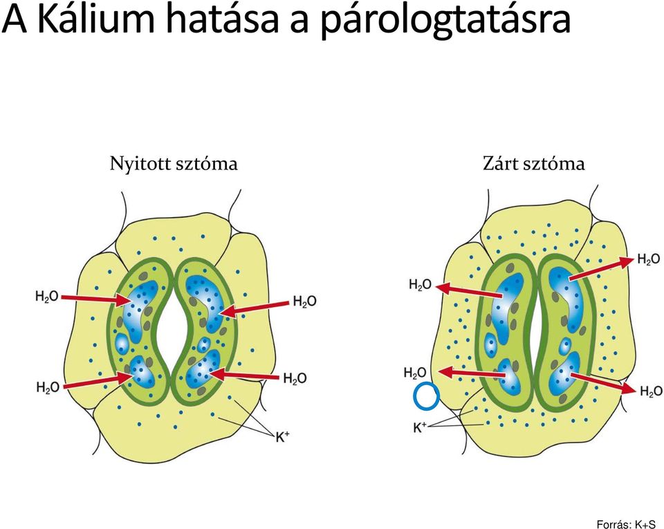 Zárt 