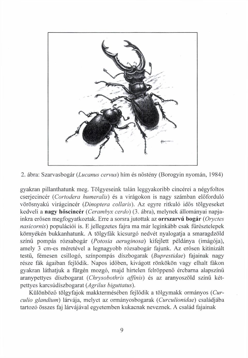 Az egyre ritkuló idős tölgyeseket kedveli a nagy hőscincér (Cerambyx cerdo) (3. ábra), melynek állományai napjainkra erősen megfogyatkoztak.