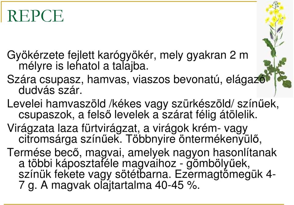 Levelei hamvaszöld /kékes vagy szürkészöld/ színőek, csupaszok, a felsı levelek a szárat félig átölelik.