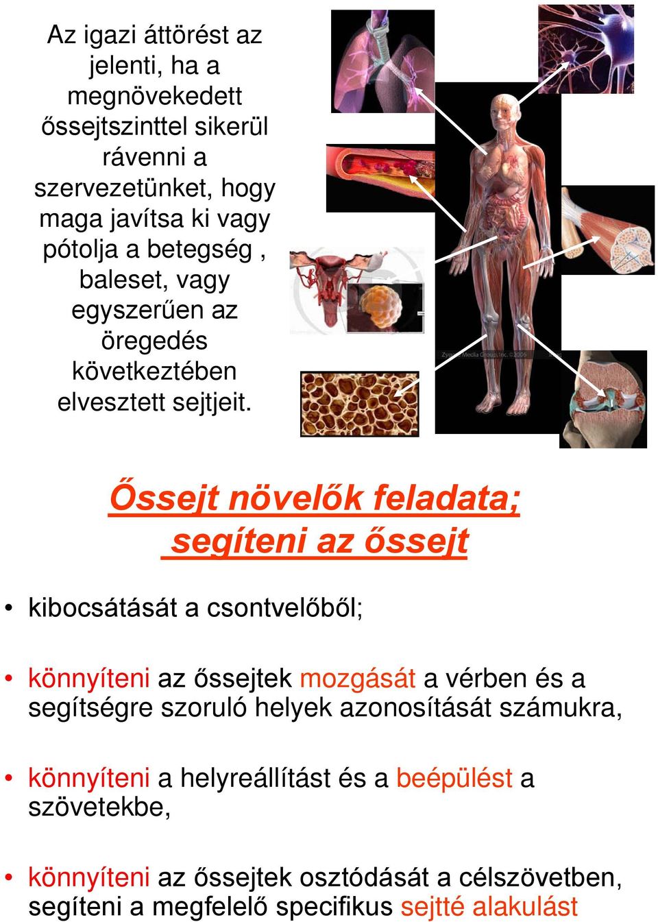 Őssejt növelők feladata; segíteni az őssejt kibocsátását a csontvelőből; könnyíteni az őssejtek mozgását a vérben és a segítségre