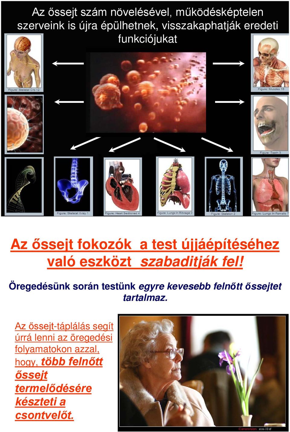 Öregedésünk során testünk egyre kevesebb felnőtt őssejtet tartalmaz.