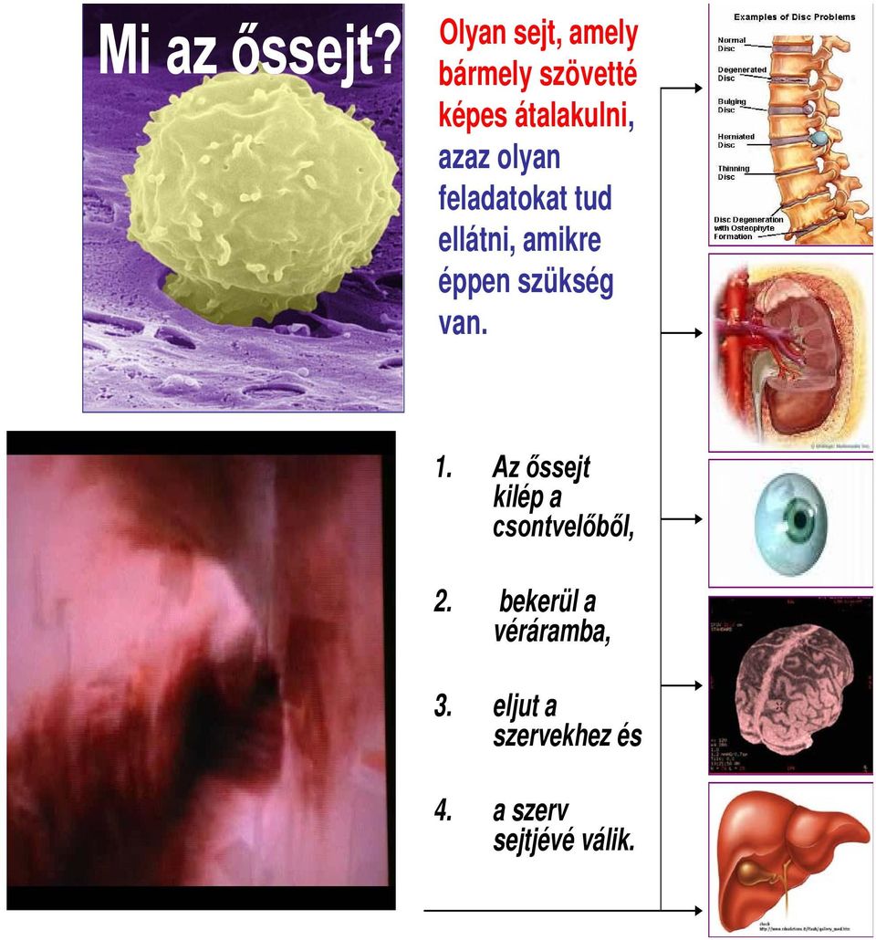 olyan feladatokat tud ellátni, amikre éppen szükség van. 1.