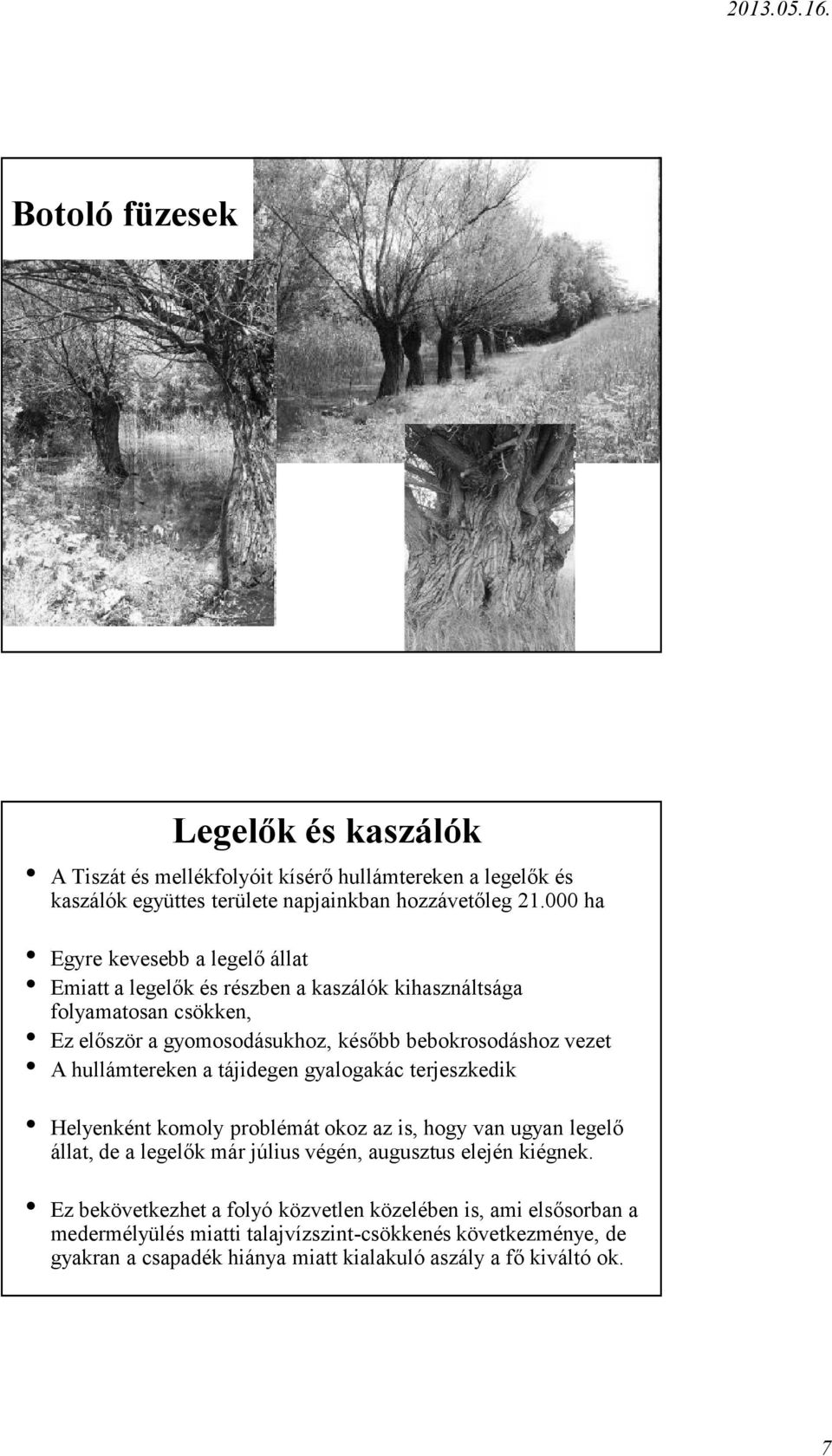 hullámtereken a tájidegen gyalogakác terjeszkedik Helyenként komoly problémát okoz az is, hogy van ugyan legelő állat, de a legelők már július végén, augusztus elején
