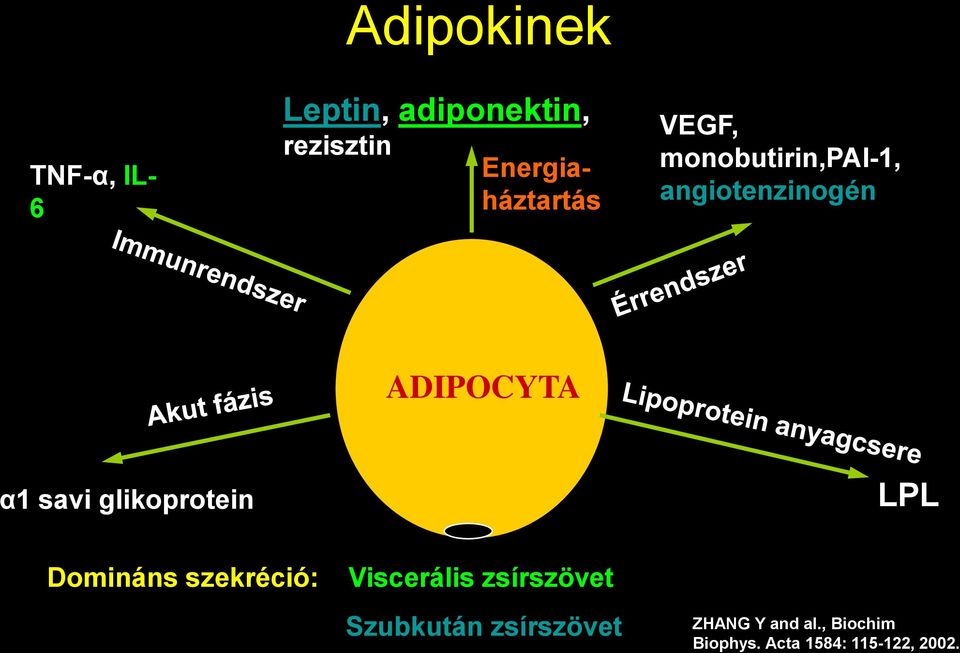 α1 savi glikoprotein LPL Domináns szekréció: Viscerális zsírszövet