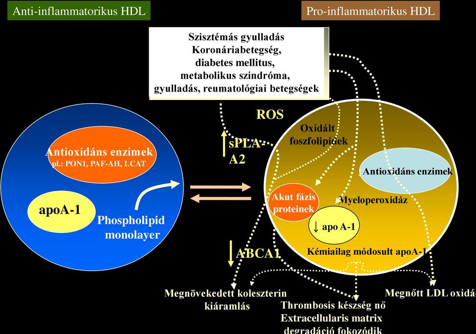 : PON1, PAF-AH, LCAT spla- A2 ROS Oxidált foszfolipidek Antioxidáns enzimek apoa-1 Phospholipid monolayer ABCA1 Akut