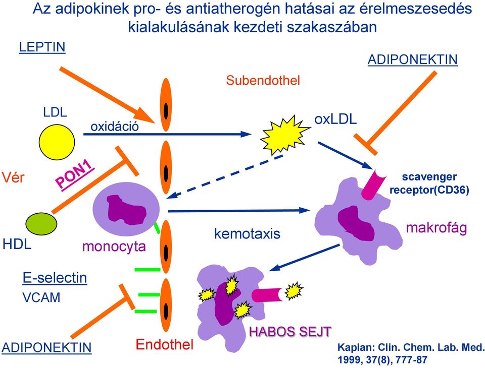 scavenger receptor(cd36) HDL monocyta kemotaxis makrofág E-selectin VCAM