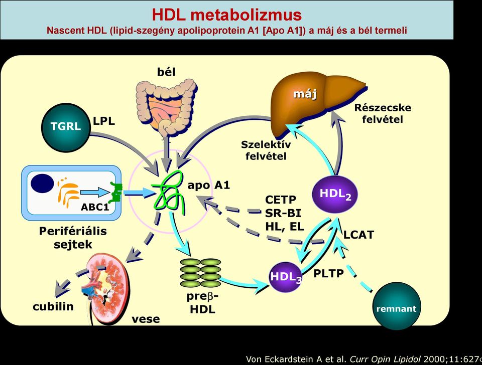 ABC1 Perifériális sejtek apo A1 CETP SR-BI HL, EL HDL 2 LCAT HDL 3 PLTP