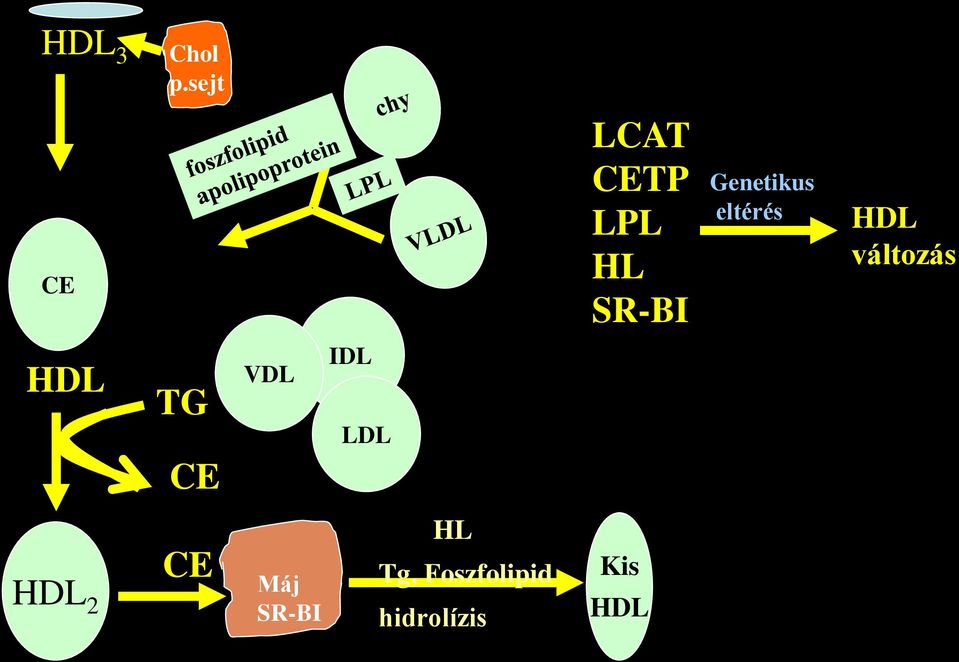 eltérés HDL változás HDL CETP TG CE VDL