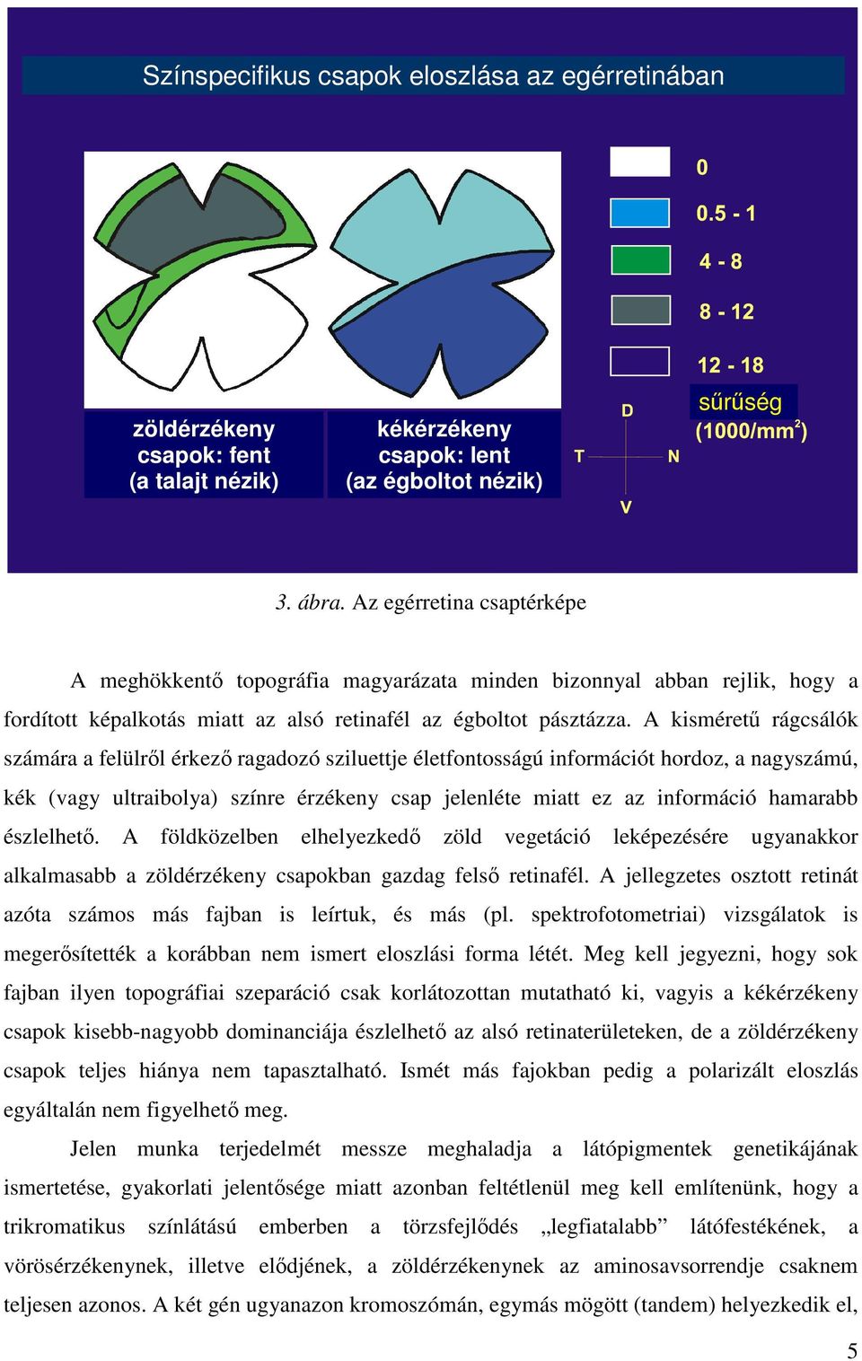 A kisméretű rágcsálók számára a felülről érkező ragadozó sziluettje életfontosságú információt hordoz, a nagyszámú, kék (vagy ultraibolya) színre érzékeny csap jelenléte miatt ez az információ